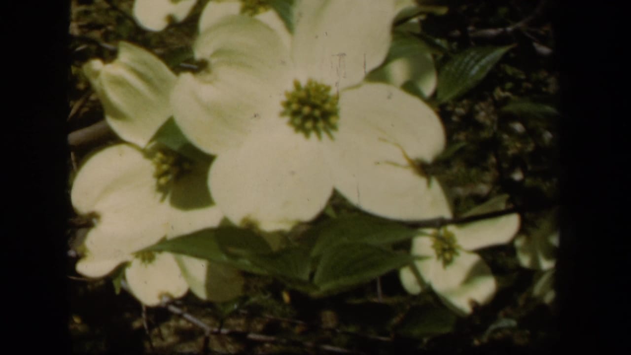 Close-up of a white dogwood blossom in 1943 Baltimore home-movie garden footage, with dark leaves behind it.