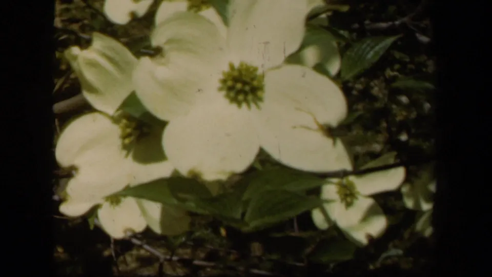 Close-up of a white dogwood blossom in 1943 Baltimore home-movie garden footage, with dark leaves behind it.