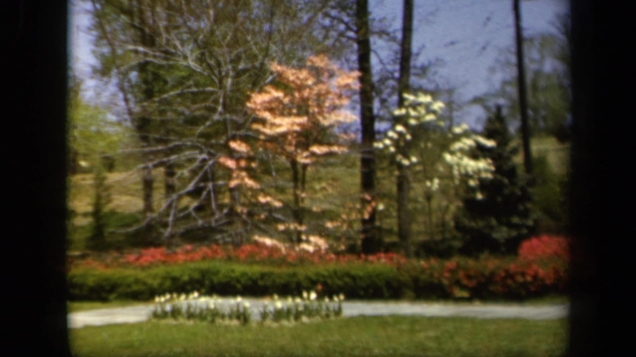 1943 Baltimore 8mm frame showing a bright spring garden with green lawn, curved path, red plantings, and pink-orange and white flowering trees.