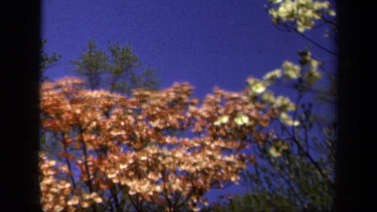 1943 Baltimore 8mm frame showing pink and white dogwood blossoms and treetops against a saturated blue sky.