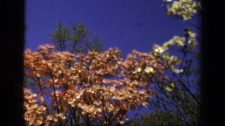 1943 Baltimore 8mm frame with blooming dogwood branches, green foliage, and a dark vertical film edge against blue sky.