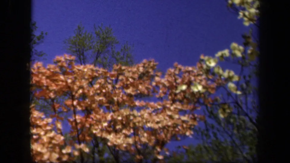 1943 Baltimore 8mm frame showing pink dogwood blossoms, leafy trees, and saturated blue sky from a low outdoor angle.