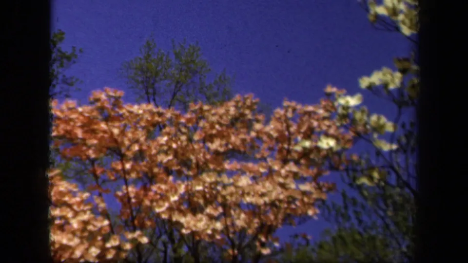 1943 Baltimore 8mm frame with dogwood blossoms and green branches filling the lower view beneath a blue sky.
