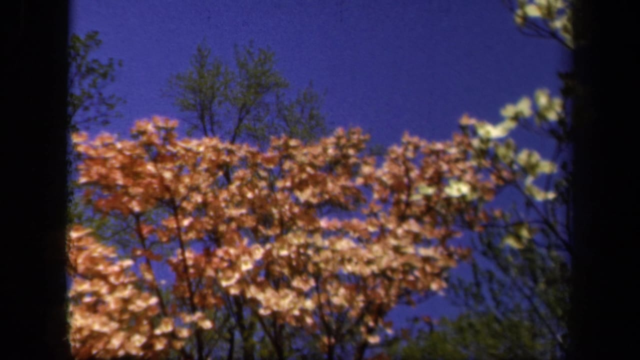 Pink flowering tree branches against a deep blue sky with dark film edges.
