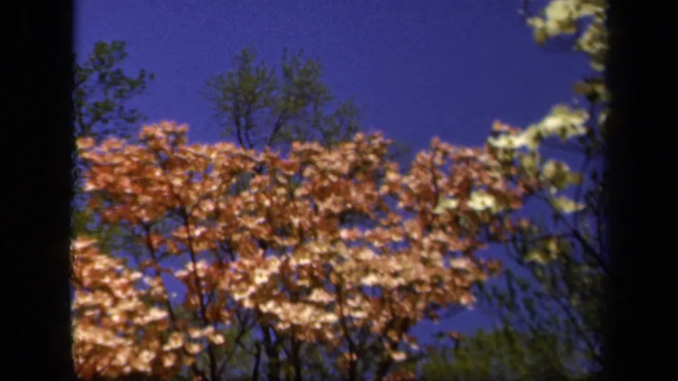 1943 Baltimore garden view with pink blossoms, green leaves, and blue sky in soft 8mm color.