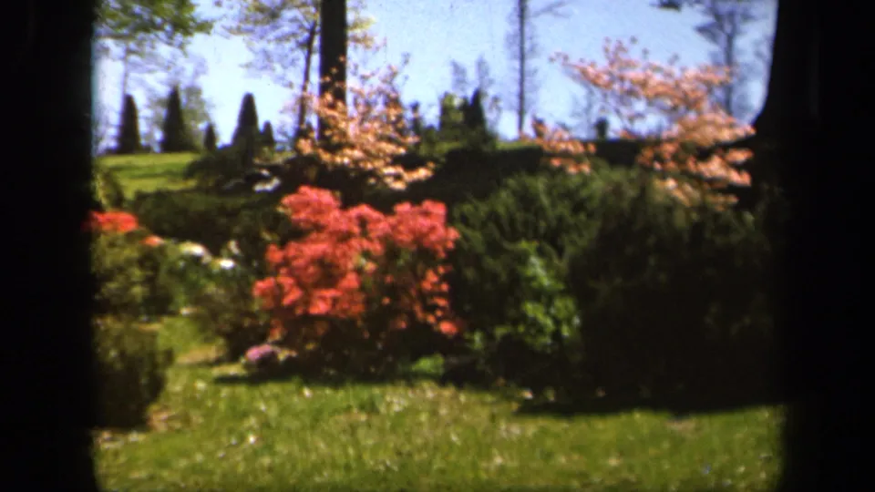 1943 Baltimore 8mm garden frame with red foliage, trimmed greenery, flowering branches, and open blue sky.