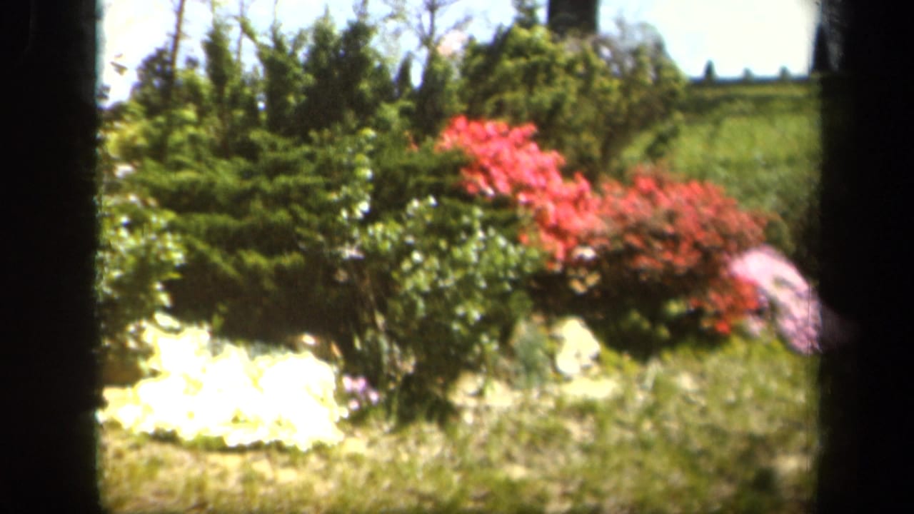Flowering shrubs and pale blossoms in a sunny garden bordered by dark film edges.