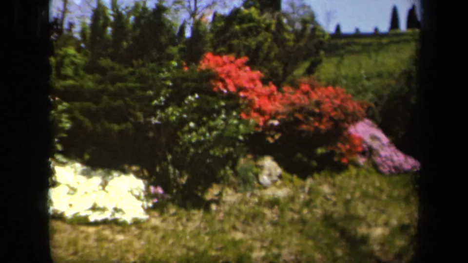 Sherwood Gardens view with red and pink shrubs on a grassy slope, framed by trees and soft 8mm exposure.