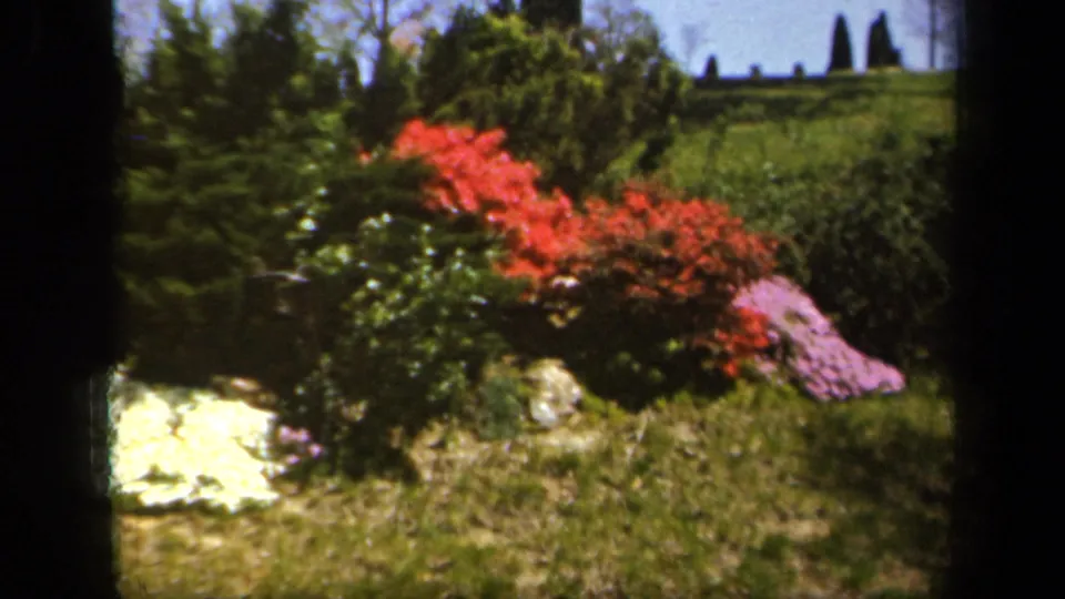 Vintage 8mm frame of Sherwood Gardens flowers, with red shrubs, pink blossoms, pale blooms, and lawn.