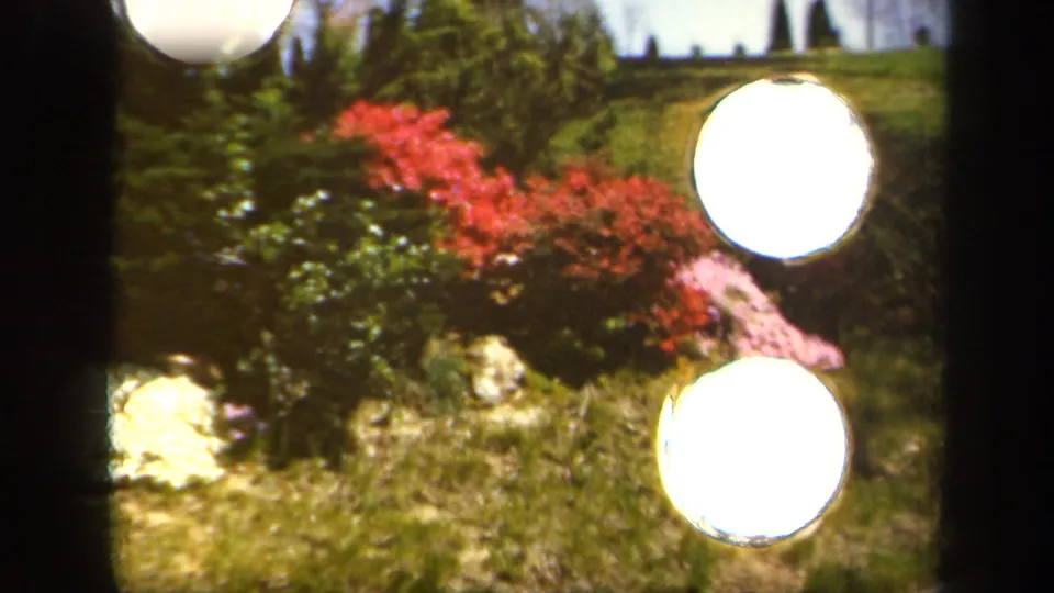 1943 Sherwood Gardens scene with red and pink shrubs partly obscured by bright circular flare or film damage.