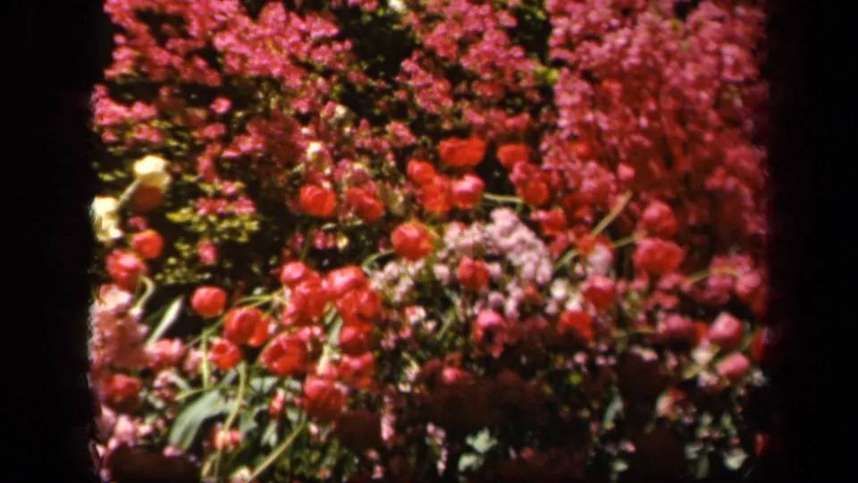 Dense red and pink flower beds at Sherwood Gardens in Baltimore, shown in soft 1940s 8mm color footage.
