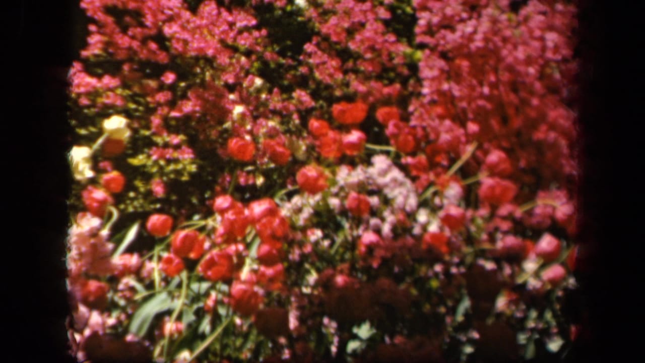 Close view of red tulips and pink flowering shrubs in a garden bed.