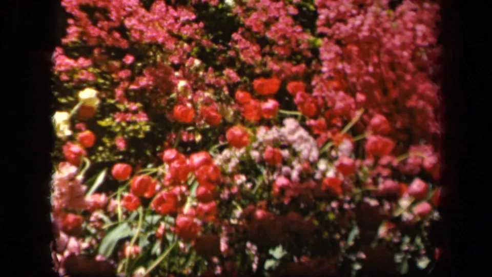 1943 Baltimore 8mm frame showing red tulips, pink blossoms, pale flowers, and dense green foliage in soft focus.
