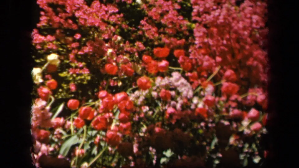 1943 Baltimore home-movie frame with red tulips, pink and pale blossoms, green leaves, and dark 8mm frame edges.