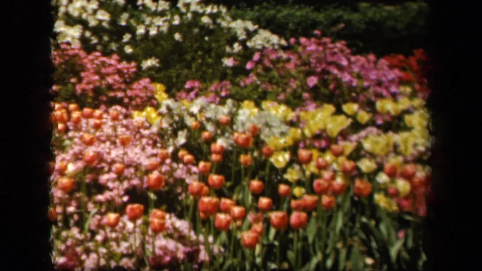 1943 Baltimore 8mm view of colorful garden rows with red tulips, yellow flowers, pink blooms, white blossoms, and dark foliage.