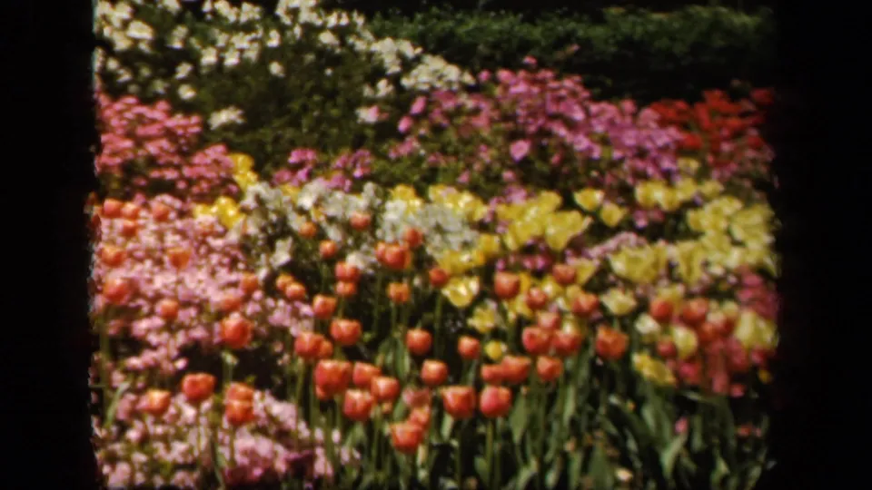 1943 Baltimore garden frame showing red tulips among yellow, pink, and white flowering beds, bordered by dark foliage and 8mm edges.