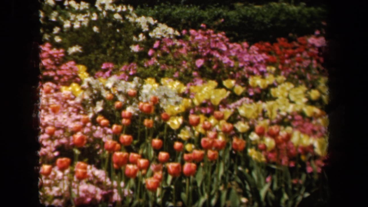 1943 Baltimore 8mm frame showing colorful garden rows with red tulips, pink blooms, yellow flowers, white blossoms, and soft-focus foliage.