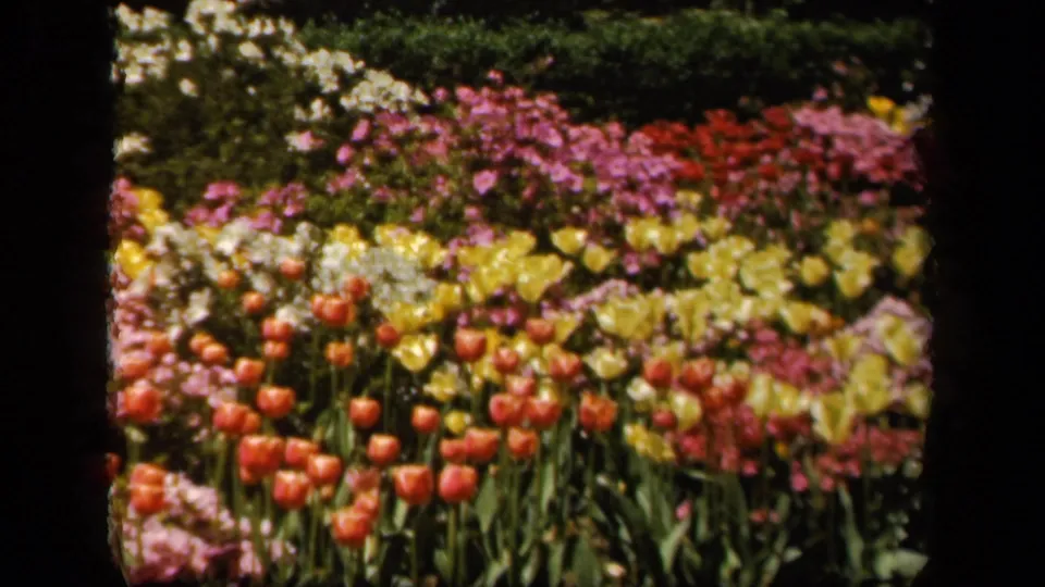 1943 Baltimore garden footage frame with red tulips in front of yellow, pink, and white flowers, framed by visible 8mm scan edges.
