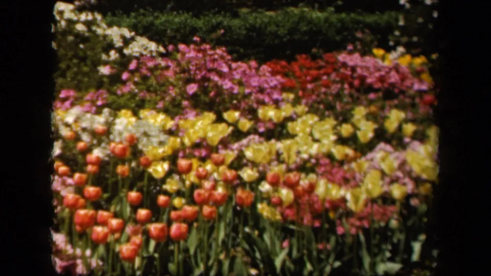 1943 Baltimore 8mm still showing foreground red tulips with layered yellow, pink, and white flower rows behind them.