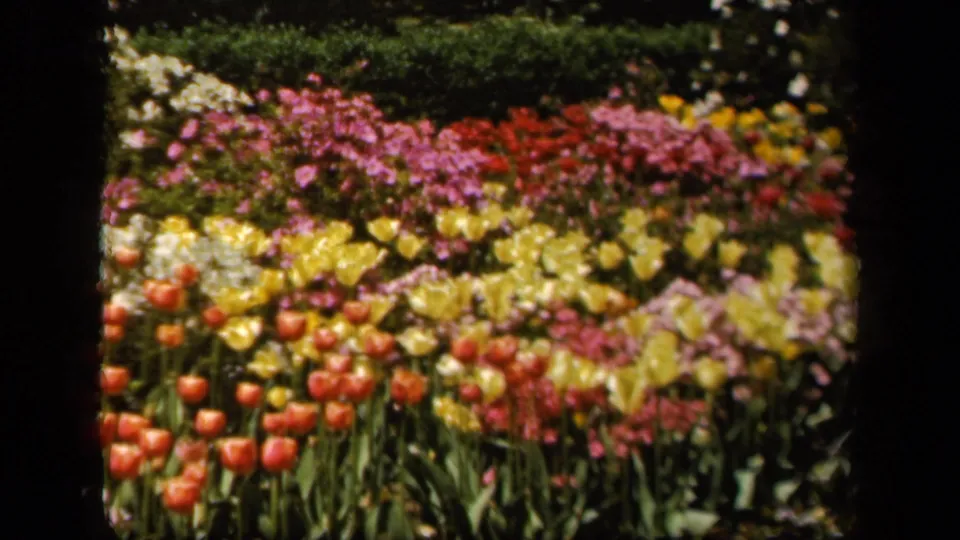 1943 Baltimore home-movie frame of a colorful flower bed with red tulips, yellow blooms, pink flowers, white blossoms, and dark 8mm borders.