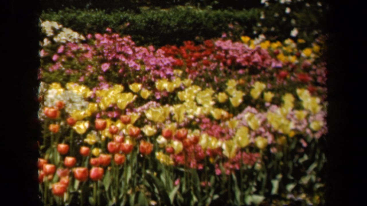 1943 Baltimore 8mm frame showing red, yellow, pink, and white flowers in a landscaped garden bed.
