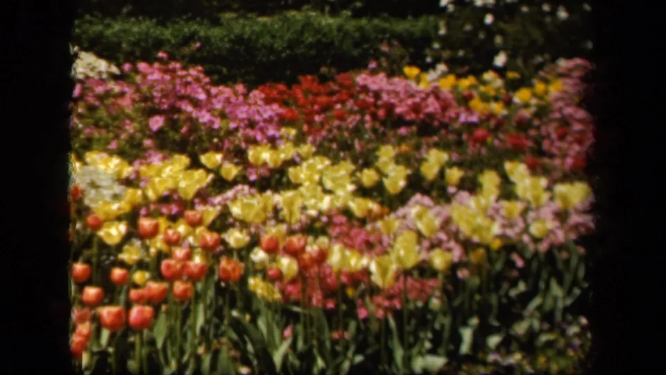 1943 Baltimore garden frame with tulips and layered pink, yellow, red, and white plantings against hedges.