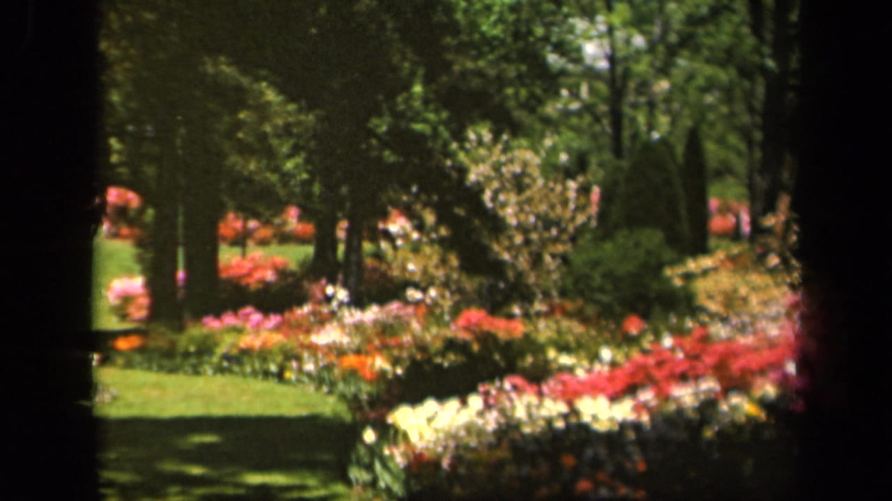 Color 8mm frame from the 1943 Baltimore home movie showing sunlit flower beds, green lawn, and mature trees in a garden.