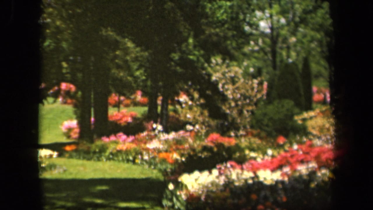 Garden beds with red, pink, white, and yellow flowers under trees.