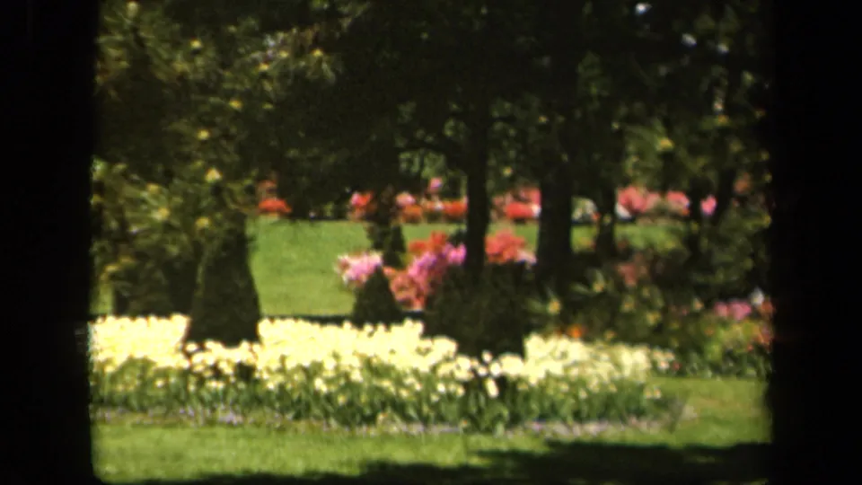 Color 8mm garden frame with pale yellow foreground flowers, pink blooms, green lawn, and trees in Baltimore metadata context.
