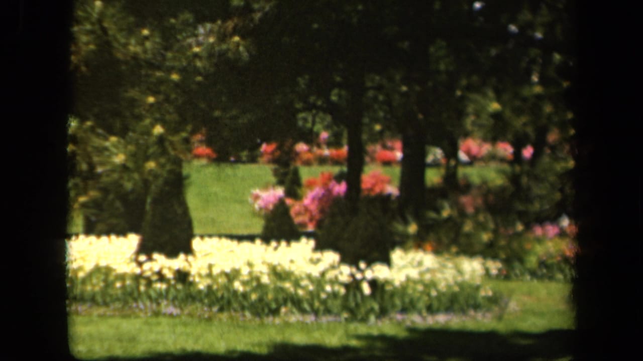 1943 Baltimore garden view with yellow flower beds, pink blossoms, trimmed shrubs, green lawn, and mature trees.