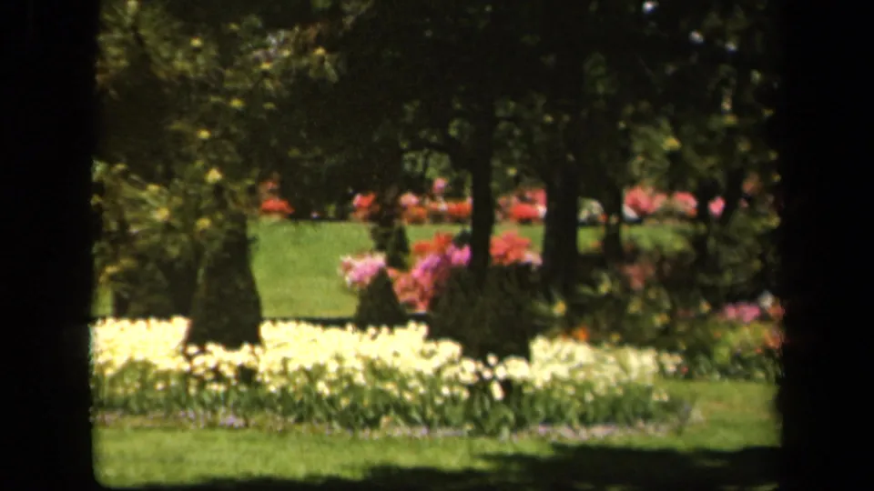 1943 Baltimore garden scene showing pale yellow flowers, pink blooms, clipped shrubs, lawn, and tree shade.