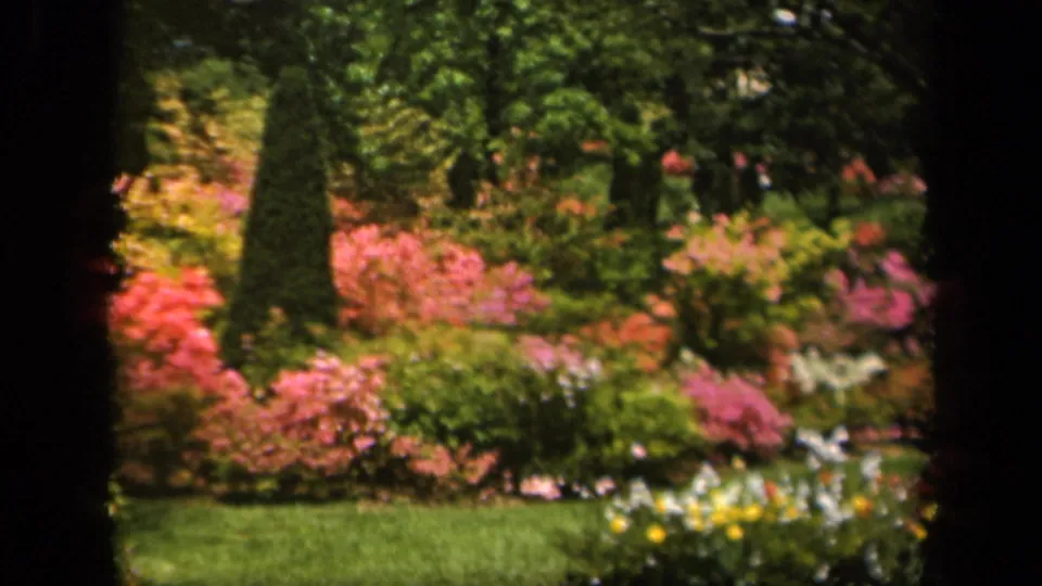 1943 Baltimore garden view with pink and red flowering shrubs, conical evergreens, lawn, and dense tree cover.