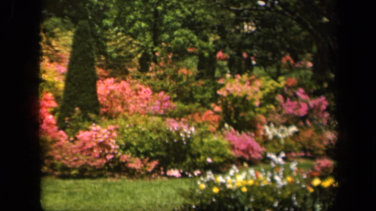 Sunlit garden with pink flowers, green shrubs, lawn, and dark foreground frame edges.