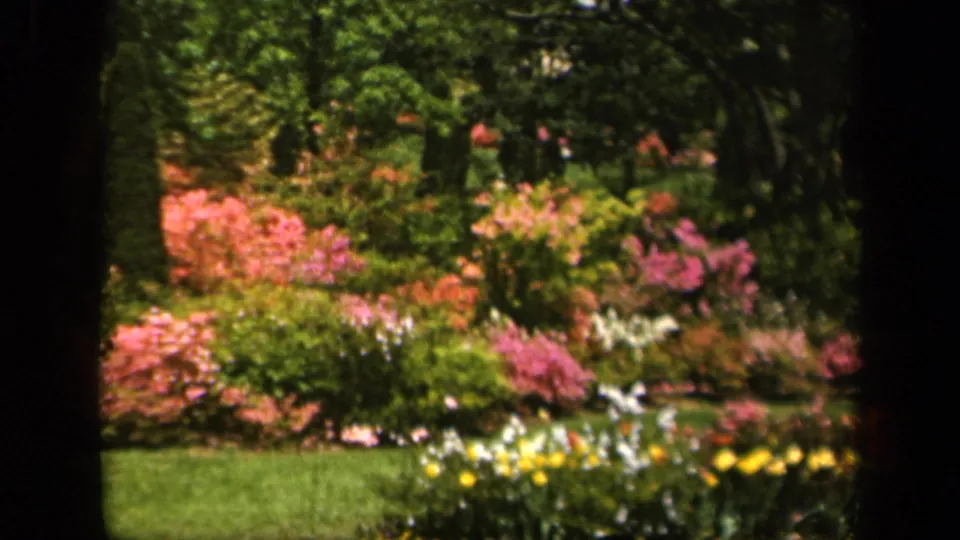1943 Baltimore garden view with pink and purple flower clusters, yellow and white blooms, shrubs, trees, and soft 8mm color.