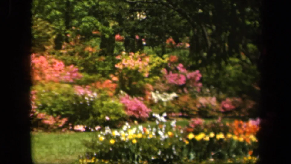 Soft 8mm view of a 1943 Baltimore garden with pink flowering bushes, green lawn, layered shrubs, and deep shadow at the edges.