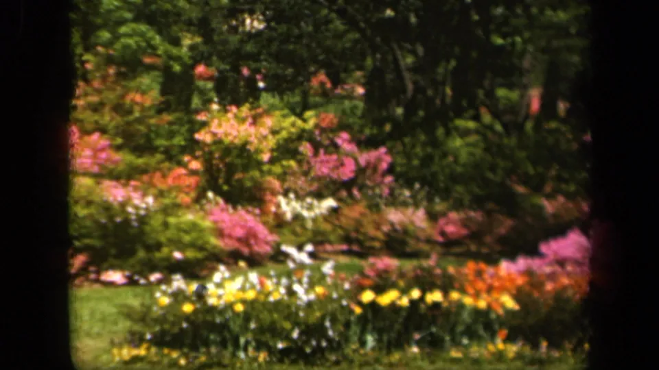 1943 Baltimore 8mm frame of a bright garden with pink flowering shrubs, yellow and white blooms, green lawn, trees, and dark foreground framing.
