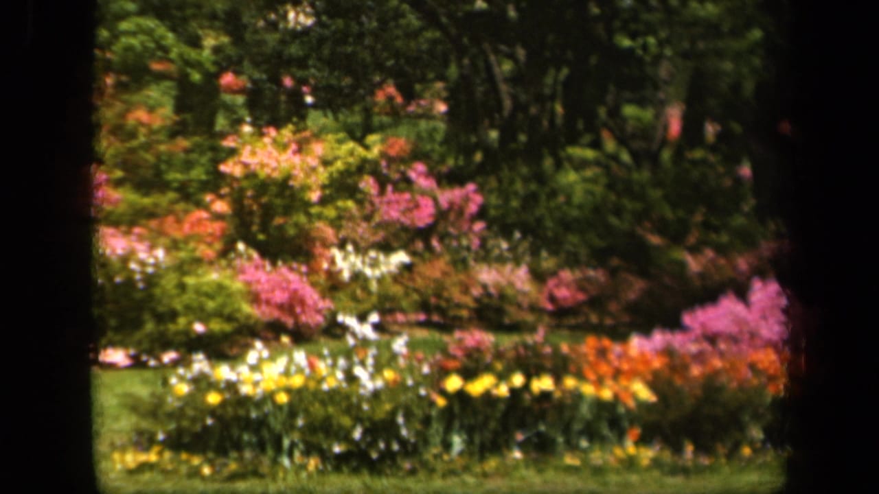 1943 Baltimore home-movie frame showing colorful garden beds, lawn, shrubs, and dark tree trunks in soft 8mm focus.
