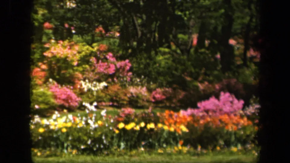 Color 8mm frame from the Baltimore garden clip showing vivid flower beds, green lawn, and shaded trees.
