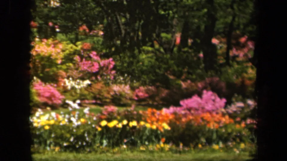 1943 Baltimore 8mm garden view with colorful blossoms, lawn, and tree trunks creating a shaded foreground frame.