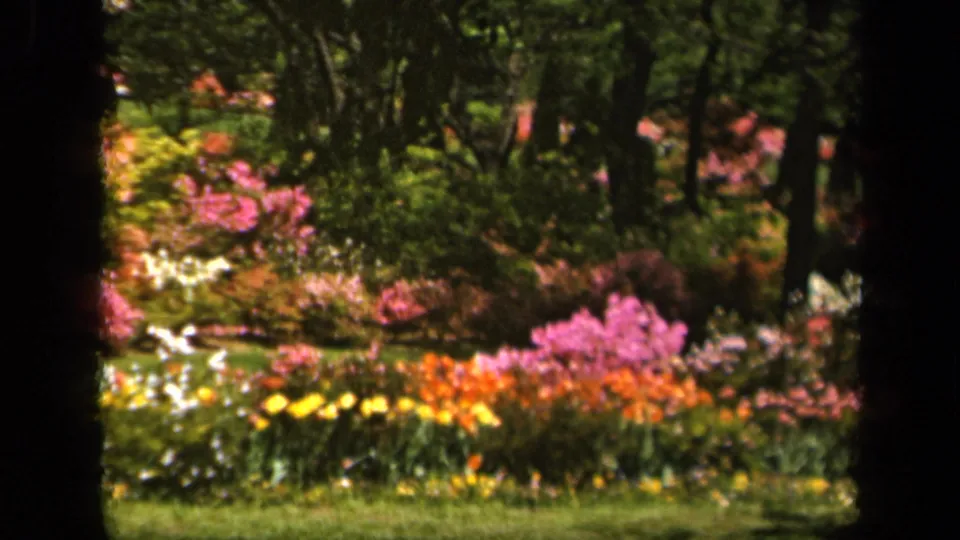 Final frame of the 1943 Baltimore garden clip showing bright flowers, grass, shrubs, and shaded tree framing.