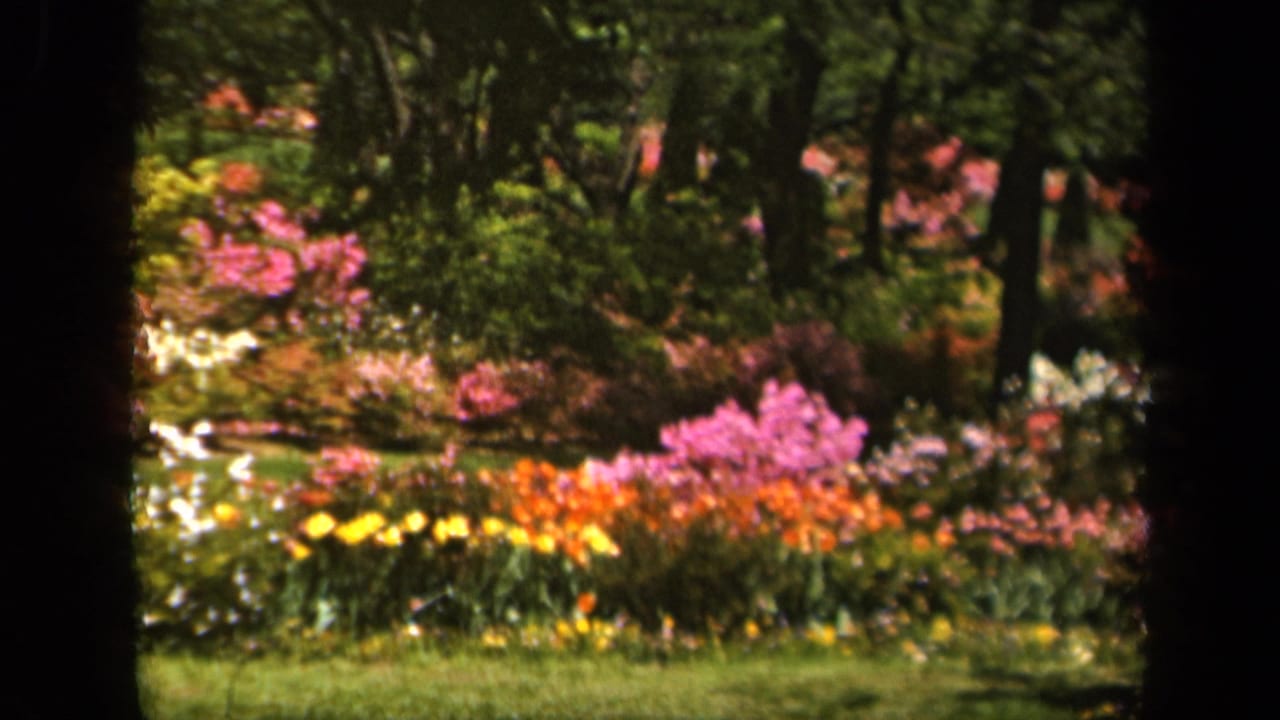 1943 Baltimore 8mm home-movie frame showing colorful flower beds and shaded trees in a garden setting.