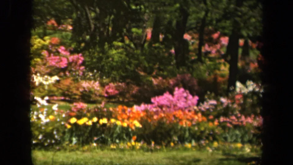 1943 Baltimore 8mm home-movie frame showing colorful flower beds and shaded trees in a garden setting.