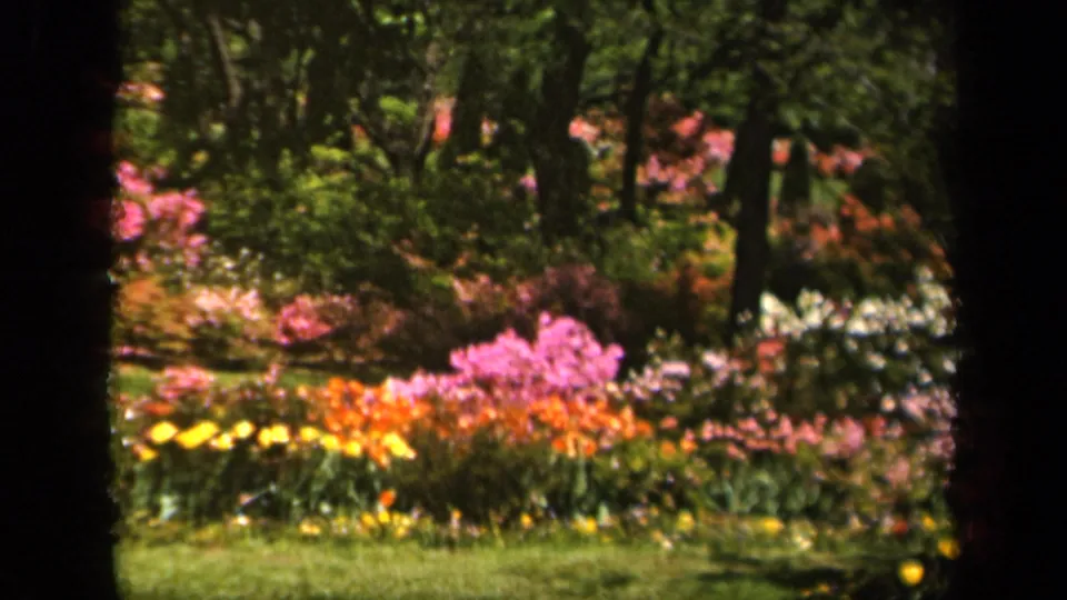Baltimore garden scene from 1943 8mm footage, with bright blossoms, green foliage, and tree-trunk framing.