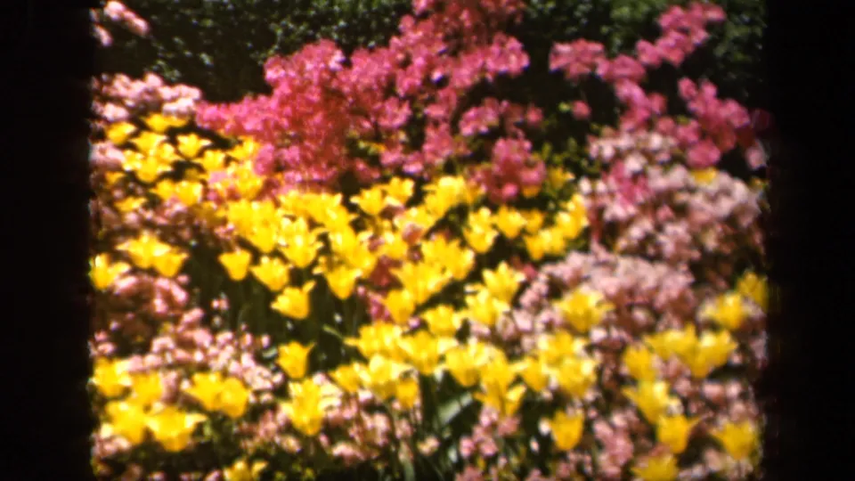 Closer 1943 Baltimore garden frame showing yellow tulips among pink blossoms and soft green foliage.