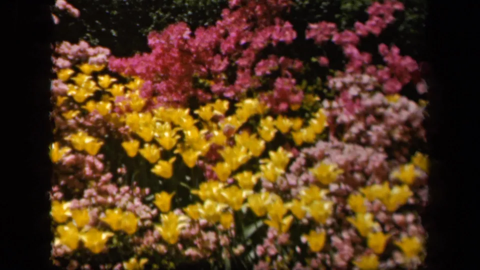 1943 Baltimore 8mm frame of dense spring flowers, including yellow tulips and pink blooms, with vintage film softness.