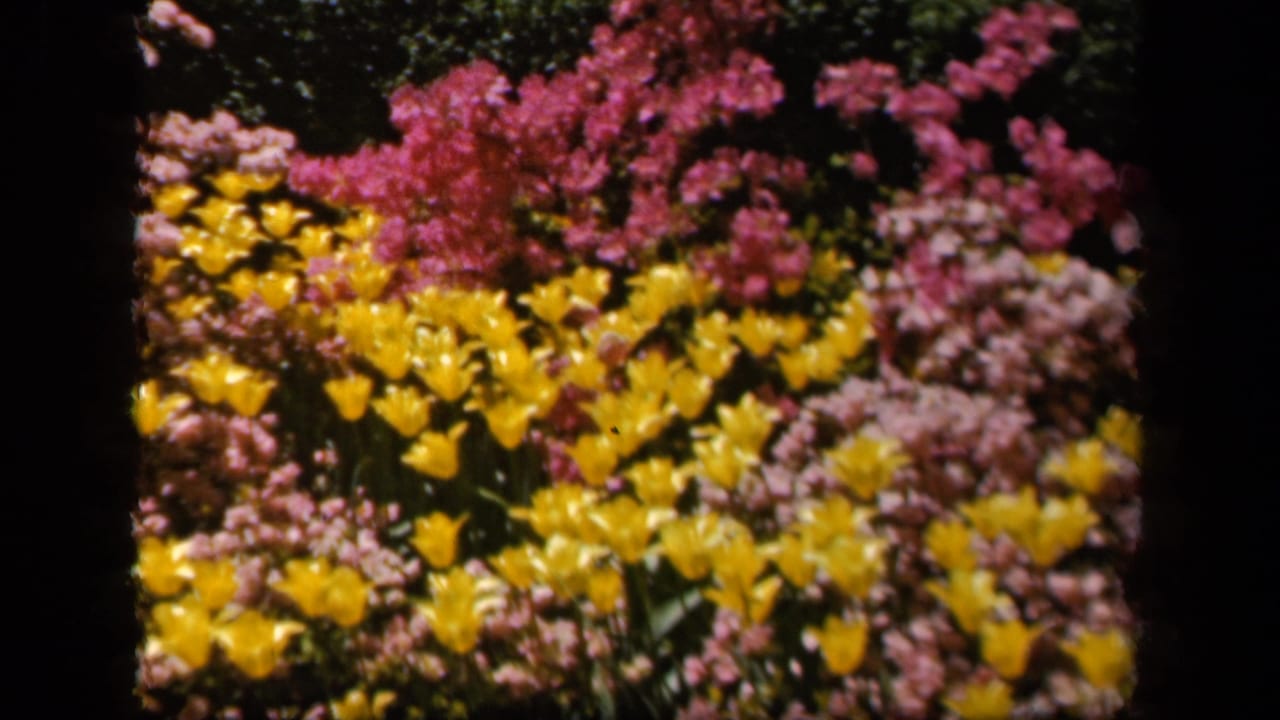 1943 Baltimore 8mm frame showing yellow garden flowers backed by pink blossoms in bright sunlight.