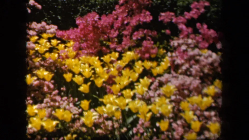 1943 Baltimore 8mm frame showing yellow garden flowers backed by pink blossoms in bright sunlight.