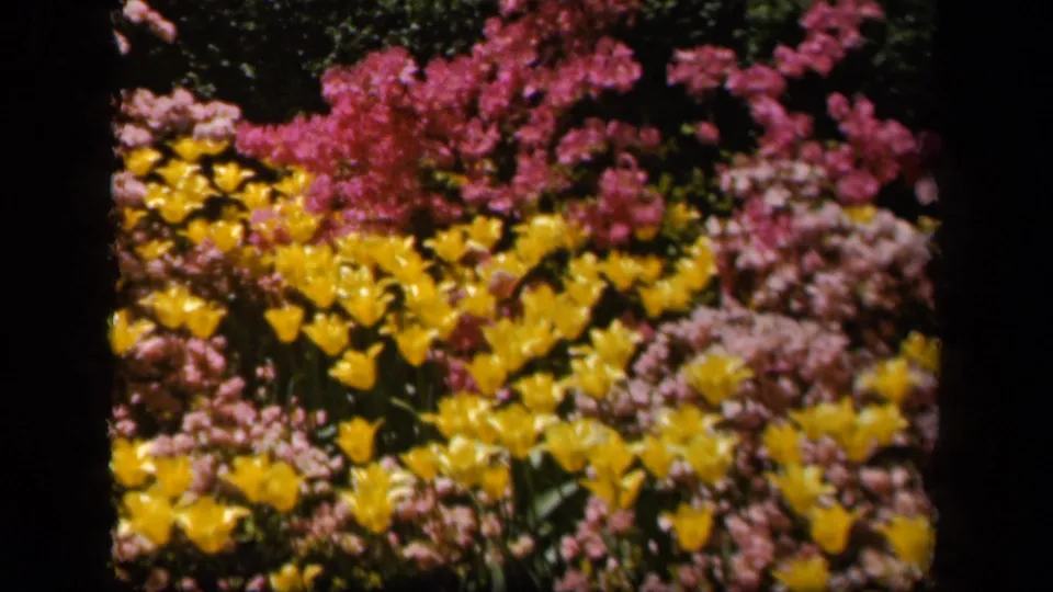 Color 8mm view of a Baltimore garden with yellow blooms and pink flowering shrubs, dated 1943 by metadata.