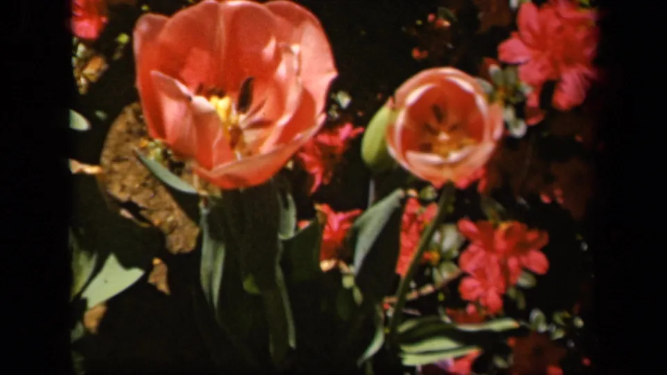 1943 Baltimore home-movie frame with orange tulips, red blossoms, green leaves, and strong garden shadows.