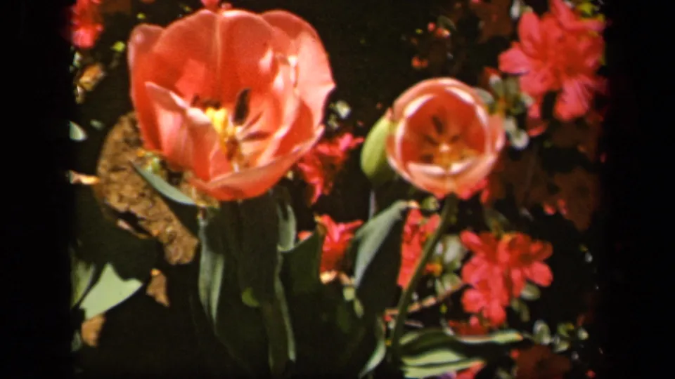 Color 8mm frame from a 1943 Baltimore garden showing orange tulips and red flowers in warm sunlight.